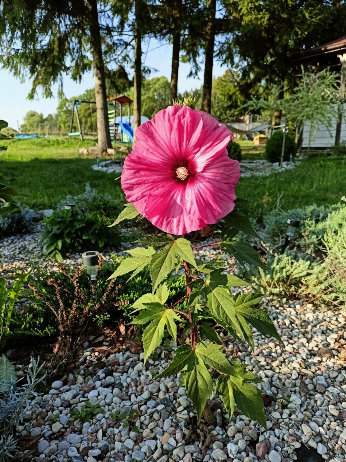 Swierkowe Siedlisko Pokoje Goscinne Wegorzewo Bagian luar foto